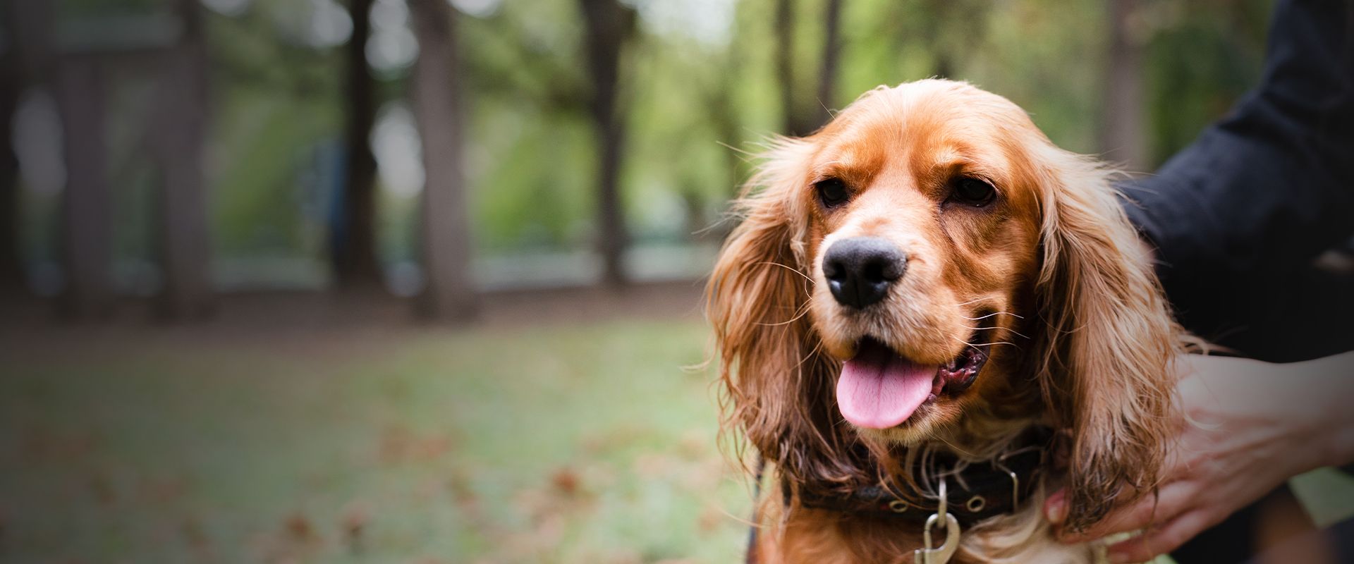 brown dog at the park with his owner