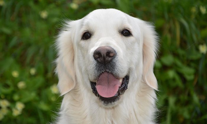 beautiful dog looking at the camera