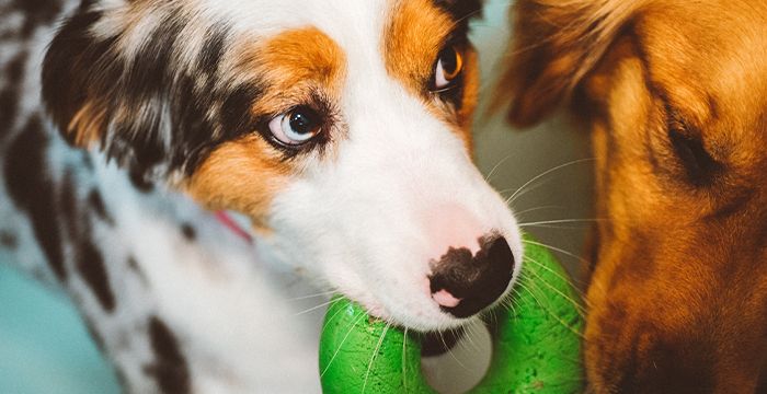 dogs playing with a toy