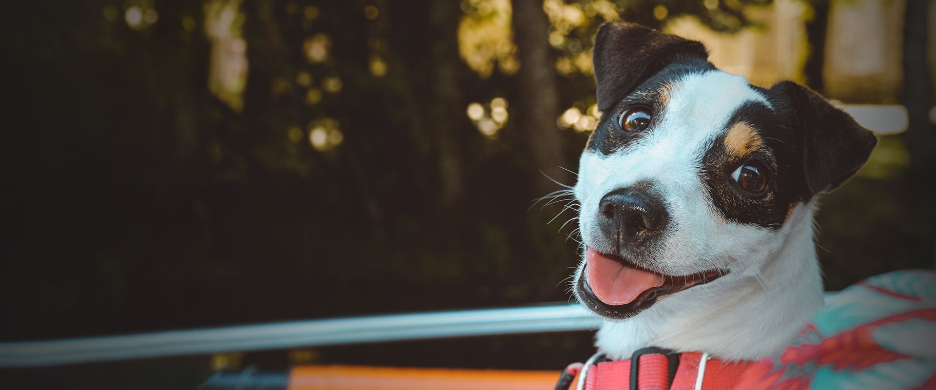 smiling jack russell dog looking at the camera