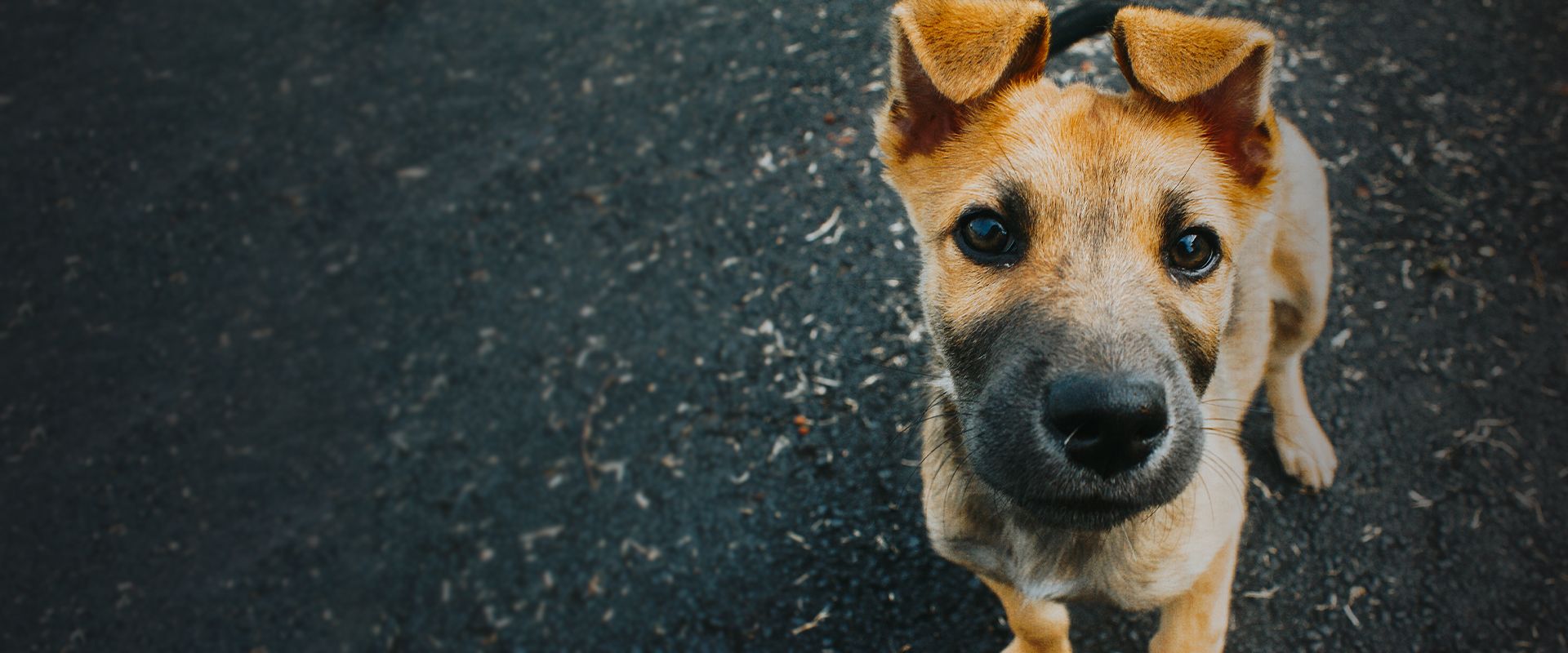 adorable puppy looking at the camera
