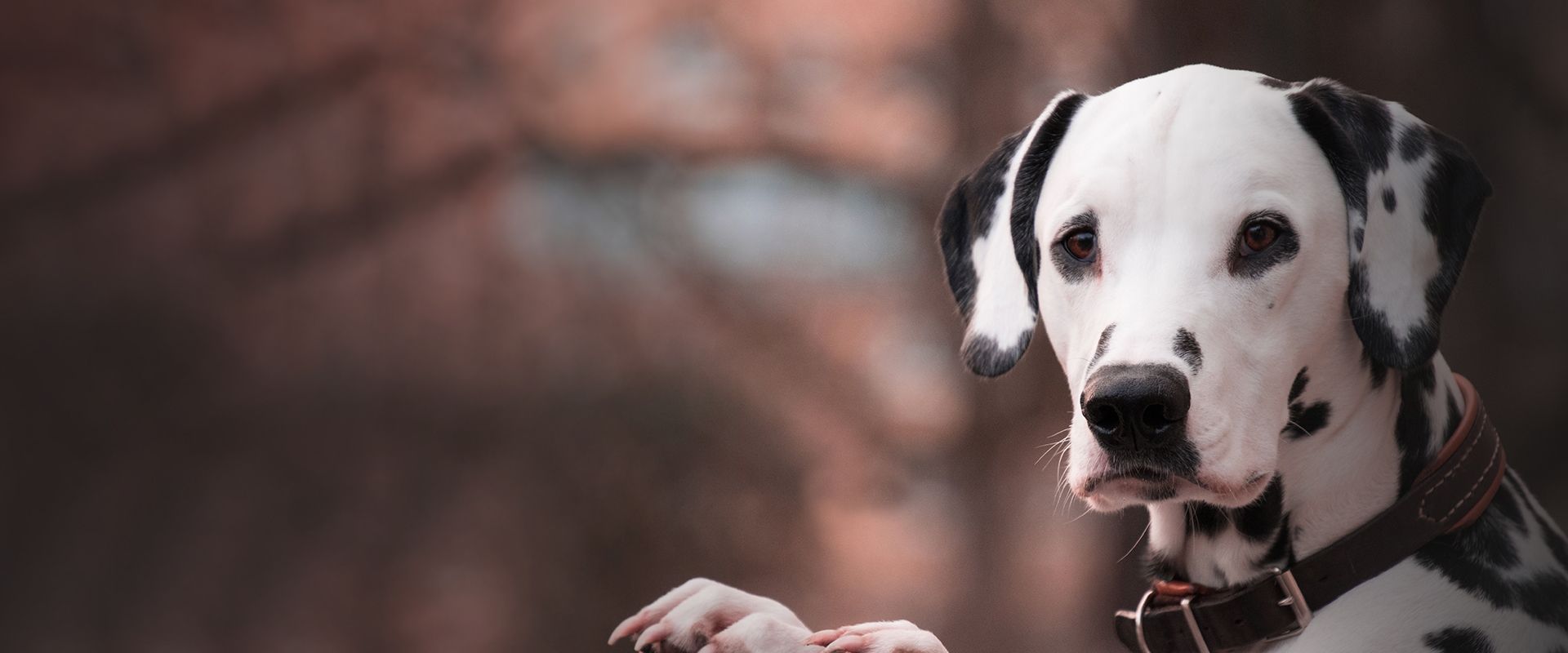 beautiful black and white dog looking at the camera