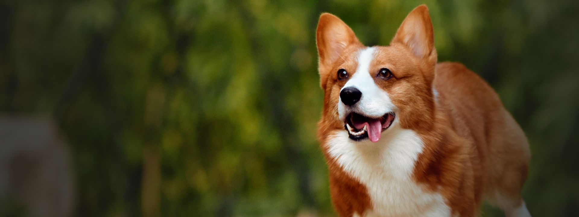 cute corgi dog running