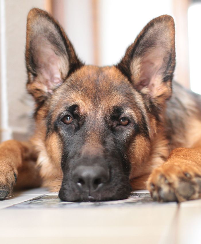 german shepherd dog resting