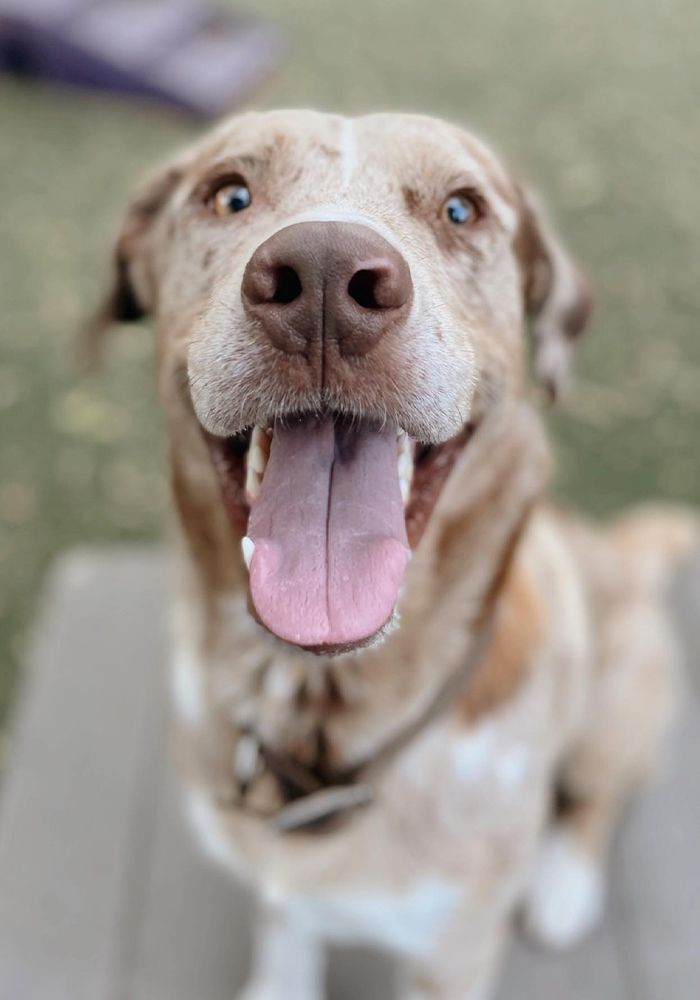 happy dog smiling at bark hotel