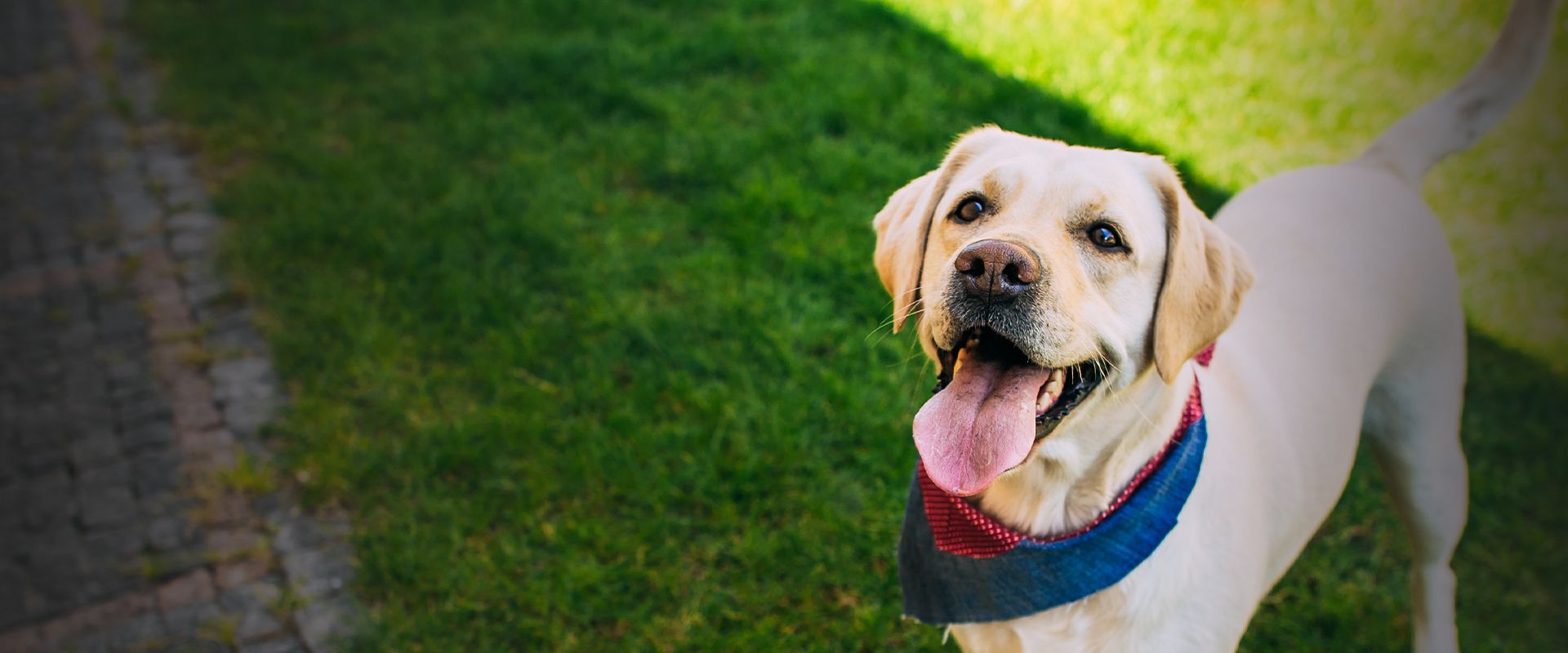 smiling labrador dog loooking at the camera