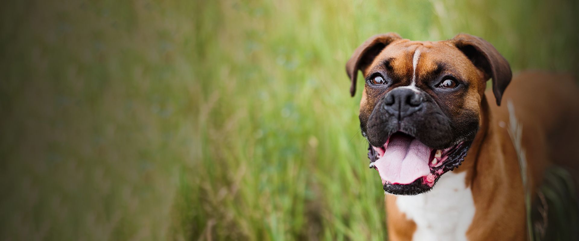 smiling boxer dog looking at the camera