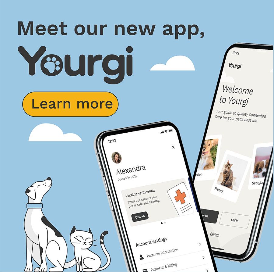 meet our new app, yourgi